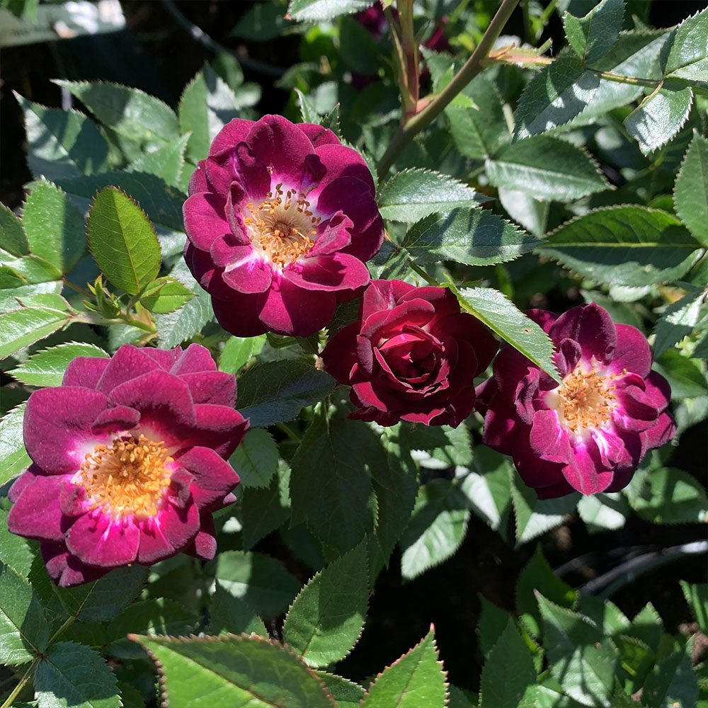 11-rose-diamond-eyes.jpg Роза Даймонд Айс — изображение 1