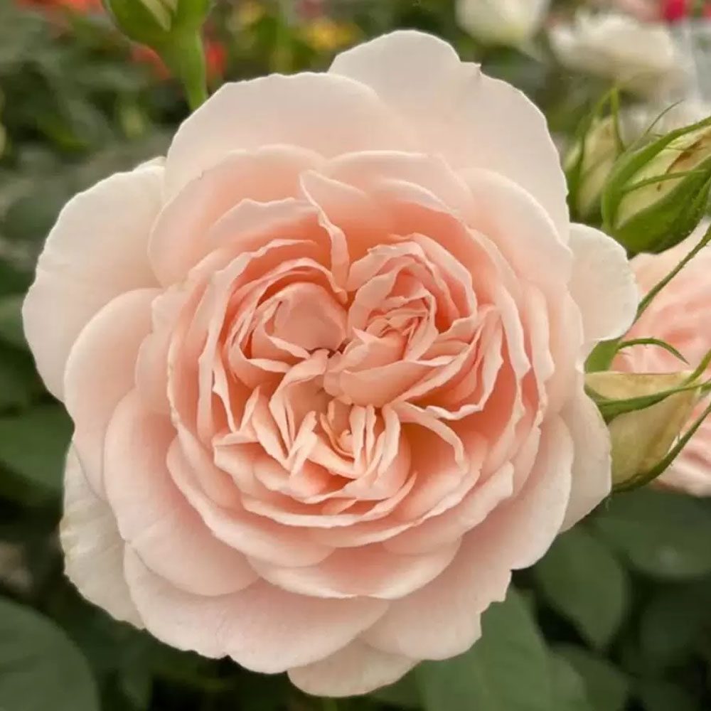 22-rose-glyndebourne.jpg Роза Глиндебурн — изображение 1