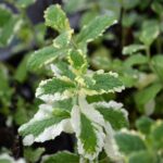 Мята Вариегата ананасная «Variegata» — изображение 2
