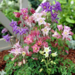 Аквилегия Грандмамс Гарден Микс «Grandmothers Garden MIX»