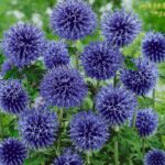 Мордовник Блю Глоу банатский «Blue Glow» — изображение 2