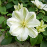 Клематис Гуэрнси Крим (Guernsey Cream)