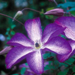 Клематис Веноза Виолацея (Venosa Violacea)