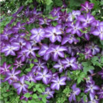 Клематис Веноза Виолацея (Venosa Violacea) — изображение 3