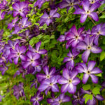 Клематис Веноза Виолацея (Venosa Violacea) — изображение 4
