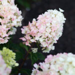 Гортензия Литл Блоссом (Little Blossom) — изображение 2