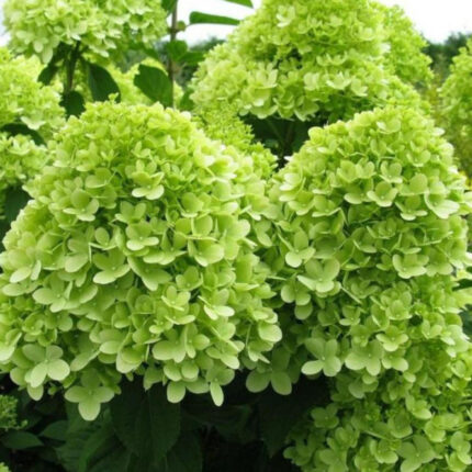 Гортензия Мохито (Mojito)