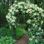Гортензия черешковая (Hydrangea petiolaris) — изображение 2