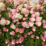 Гортензия Распберри Пинк (Raspberry Pink) — изображение 3
